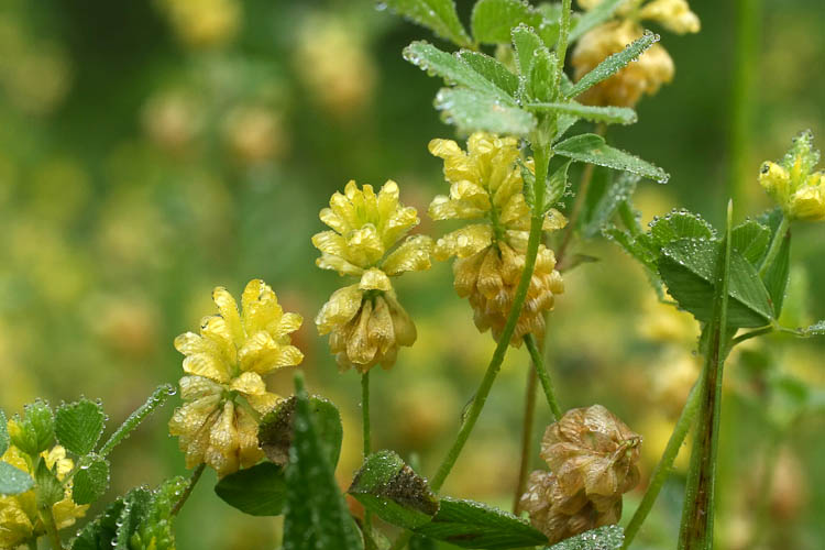 Trifolium campestre