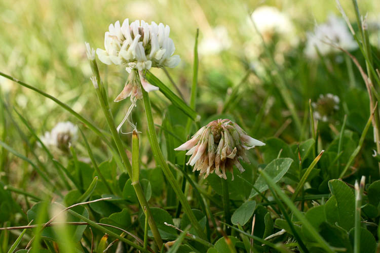 Trifolium repens fruitng