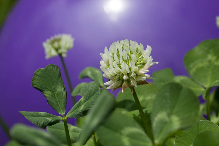 Trifolium repens