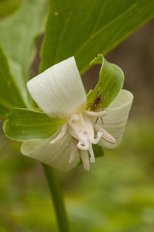 Trillium flexipes