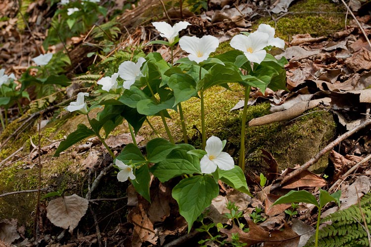 Trillium grandiflorum