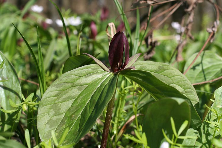 Trillium sessile