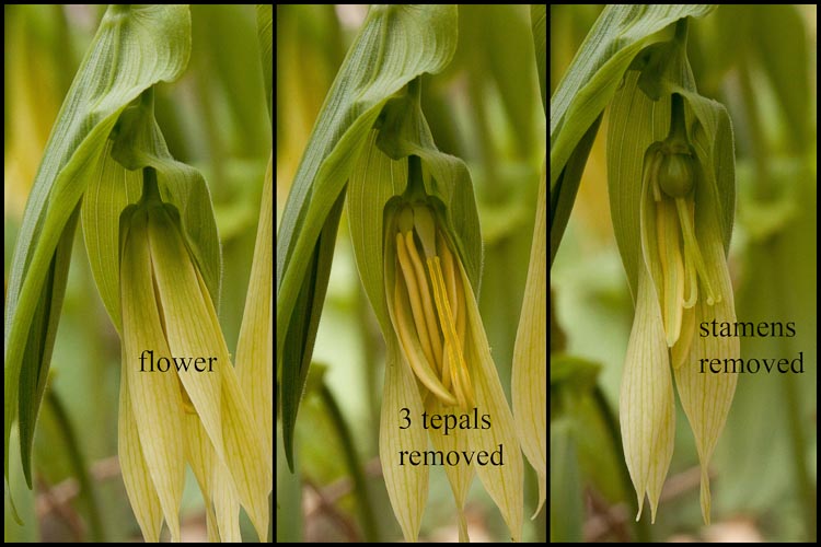 Uvularia grandiflora dissected