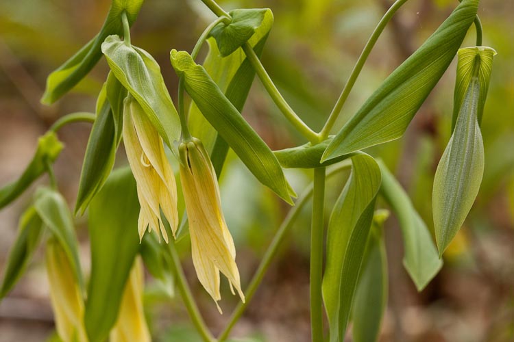 Uvularia grandiflora