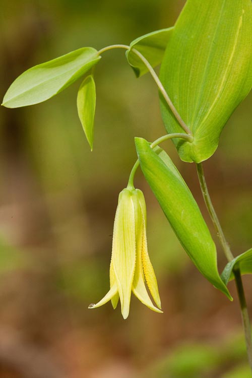 Uvularia perfoliata