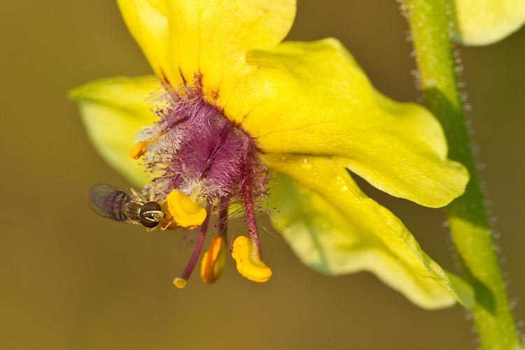 Verbascum blattaria