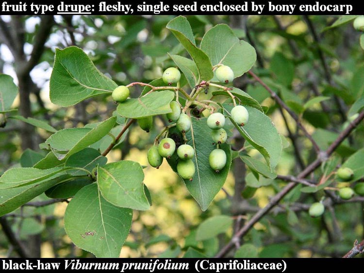 Viburnum prunifolium fruit