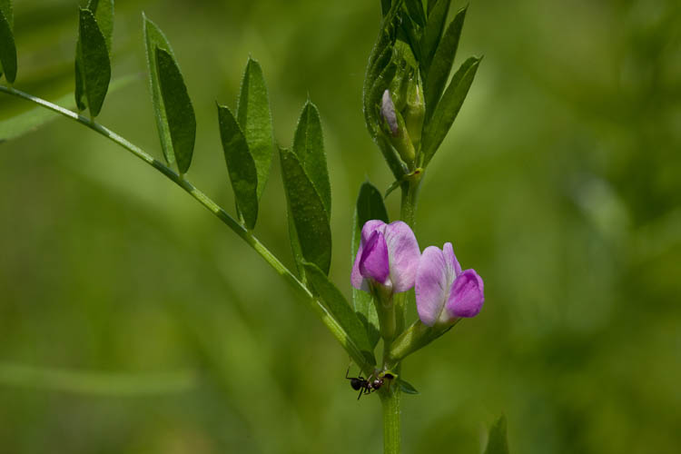 Vicia angustifolia