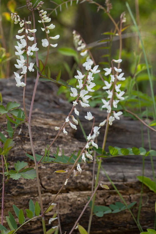 Vicia caroliniana