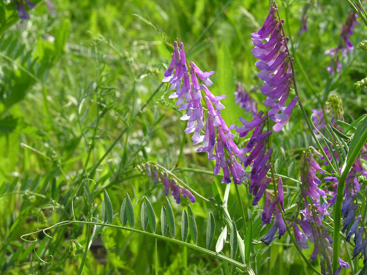 Vicia cracca