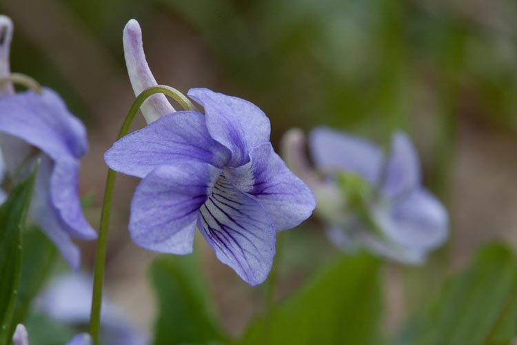 Viola rostrata