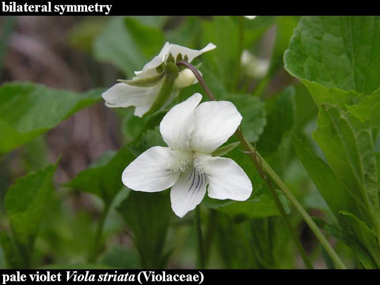 Viola striata