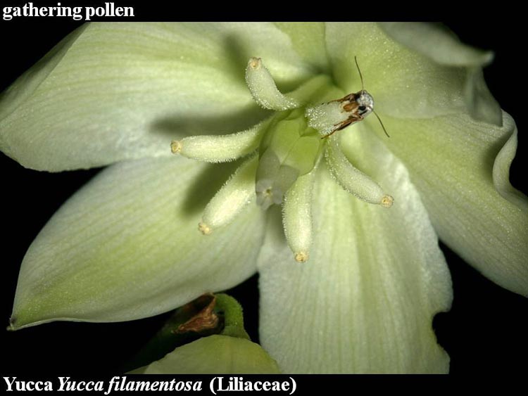 Yucca Tegeticula gathering