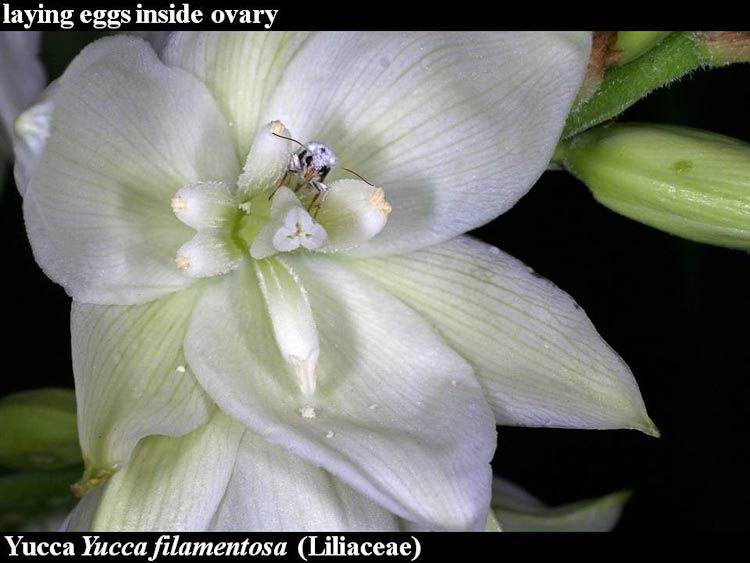 Yucca Tegeticula ovipositing