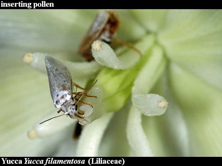 Yucca Tegeticula pollinating