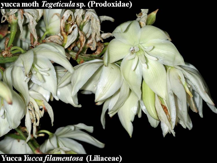 Yucca filamentosa flowers
