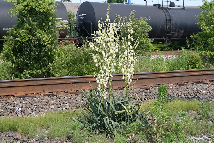 Yucca filamentosa habitat