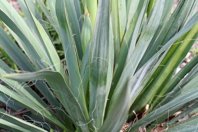 Yucca filamentosa leaves