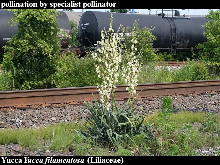 Yucca filamentosa plant