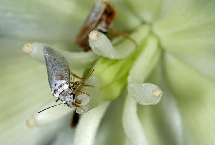 Yucca filamentosa pollinating