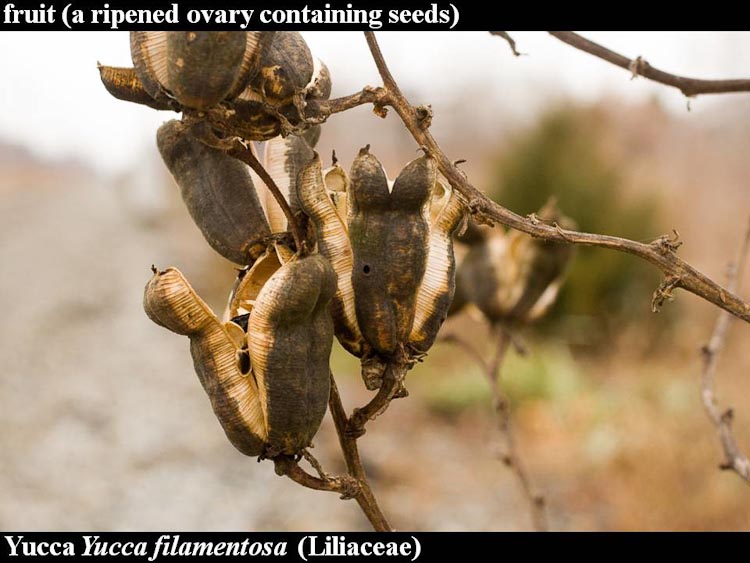 Yucca fruits Tegeticula