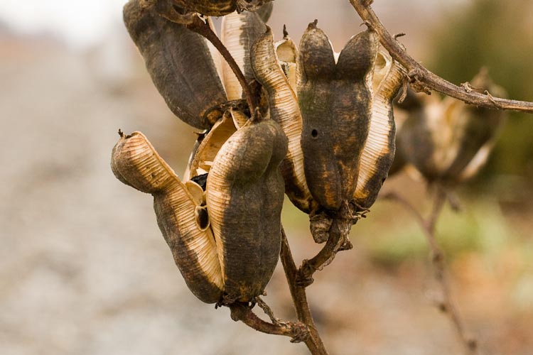 Yucca fruits