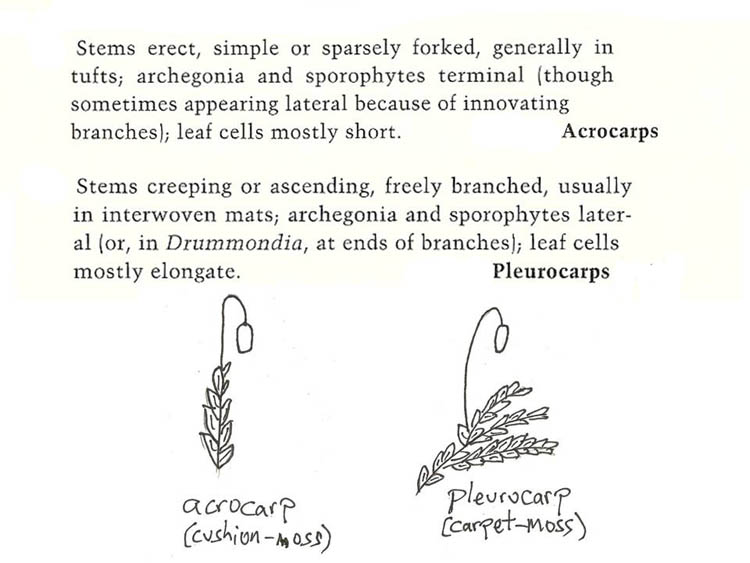 bryophytesvariability Ohio Plants