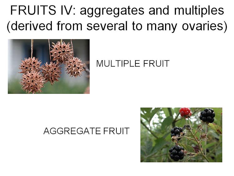 multiple fruit