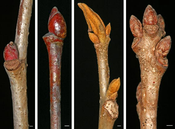 Twig Anatomy for Tree Identification