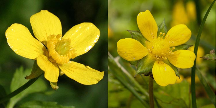 buttercup rose