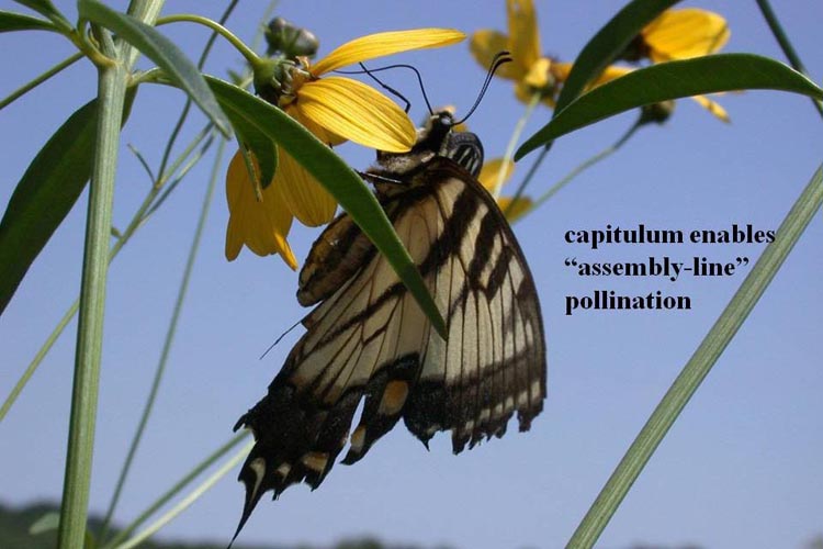 capitulum pollination