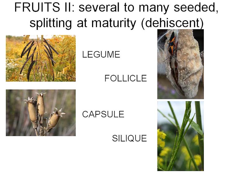 follicle fruit examples