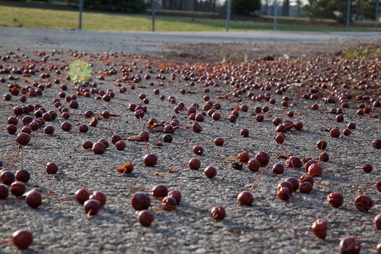 crabapples