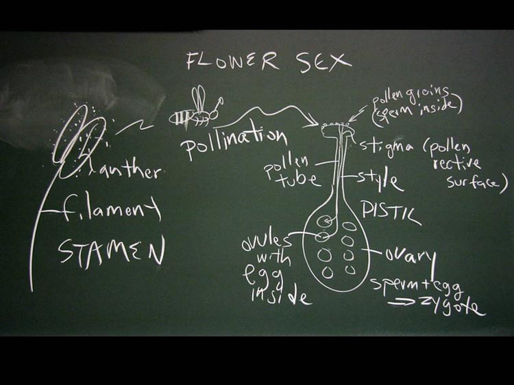 pollination and fertliization