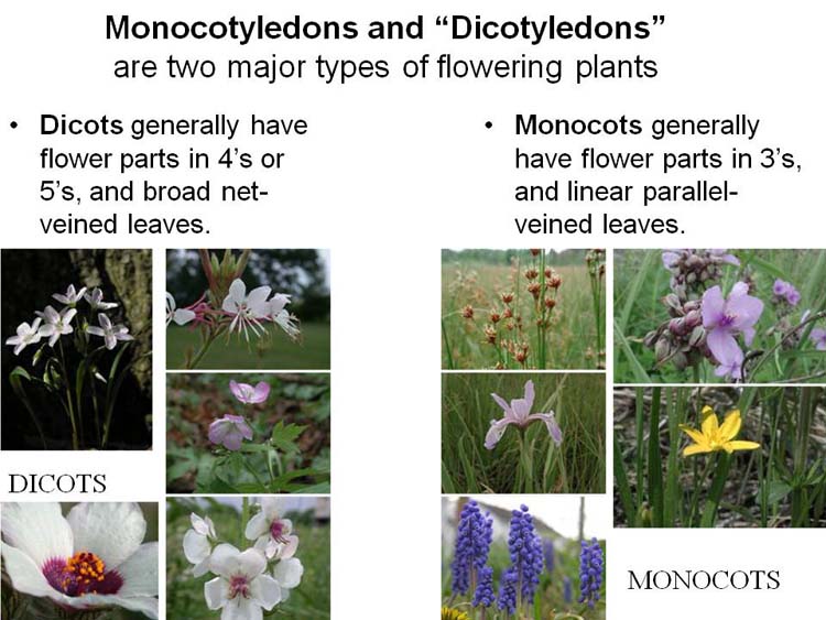 angiosperm monocot examples