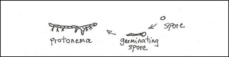 moss protonema diagram