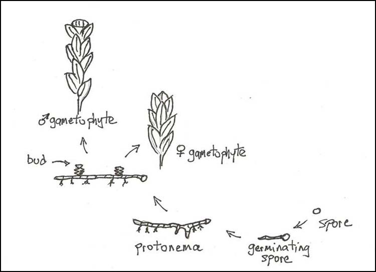 moss protonema diagram