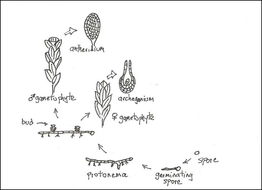 simple moss life cycle diagram