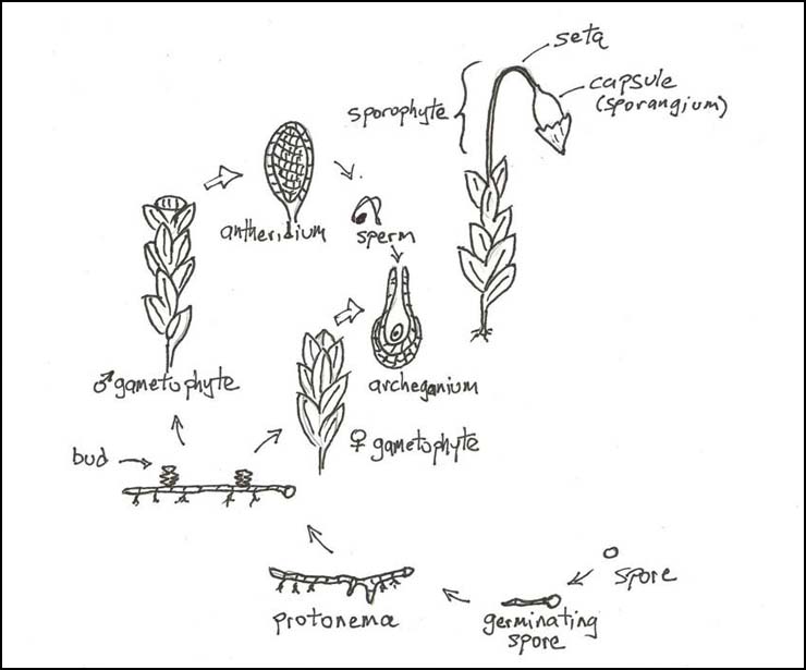 simple moss life cycle diagram