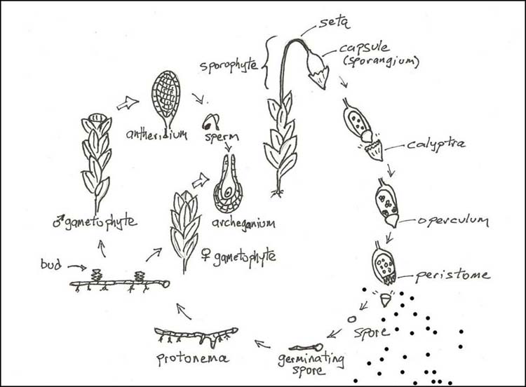 simple moss life cycle diagram