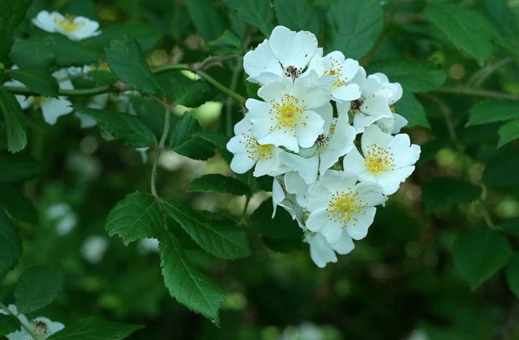 multiflora rose