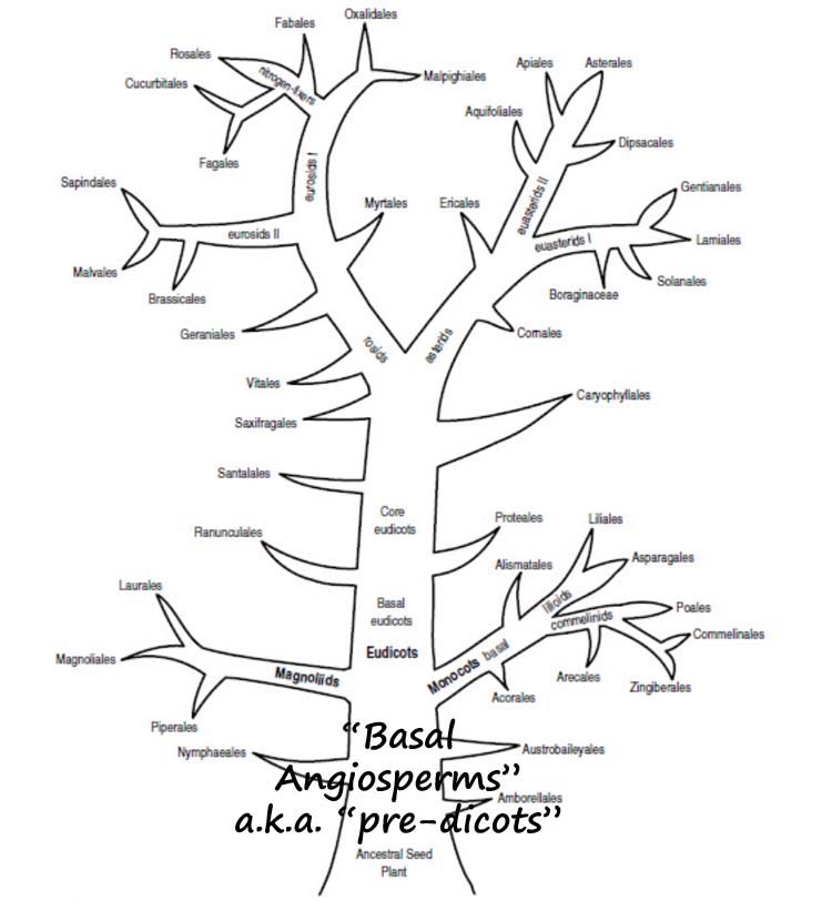 phylogeny