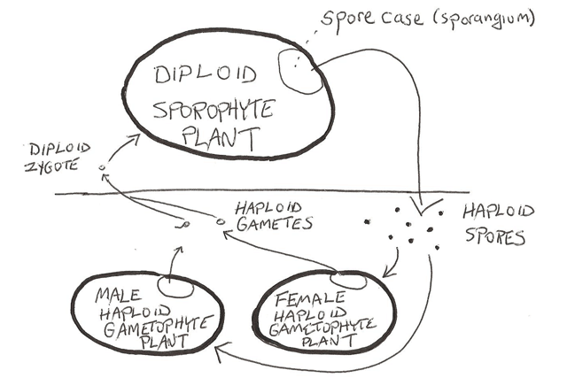 plant life cycle