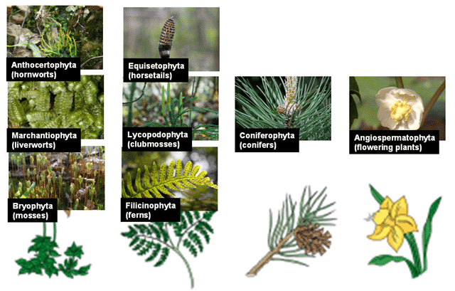 seedless vascular plants examples