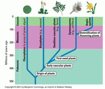 Bryophytes – Ohio Plants