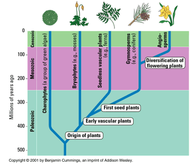 plant phylogenetic tree