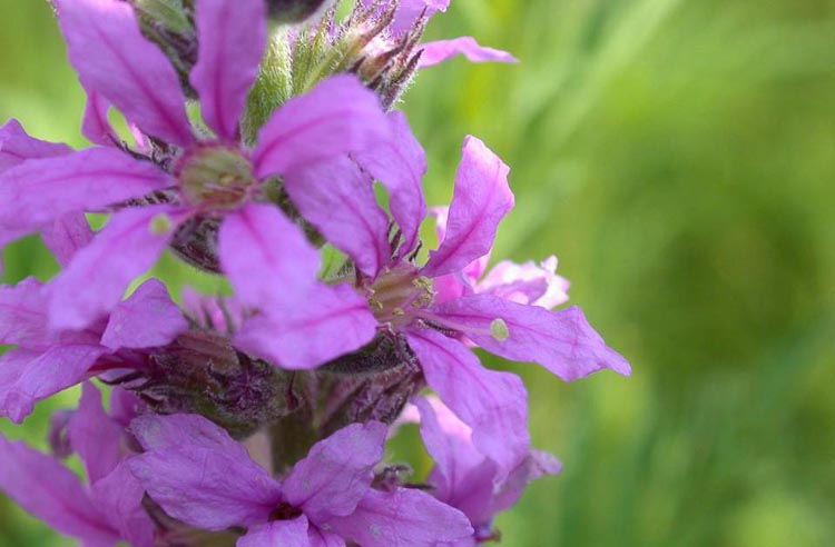 purple loosestrife flower (long-styled form)