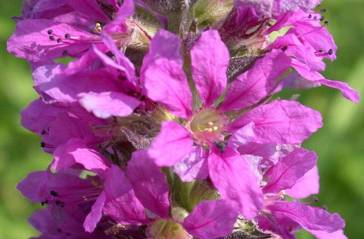 purple loosestrife flower (short-styled form)