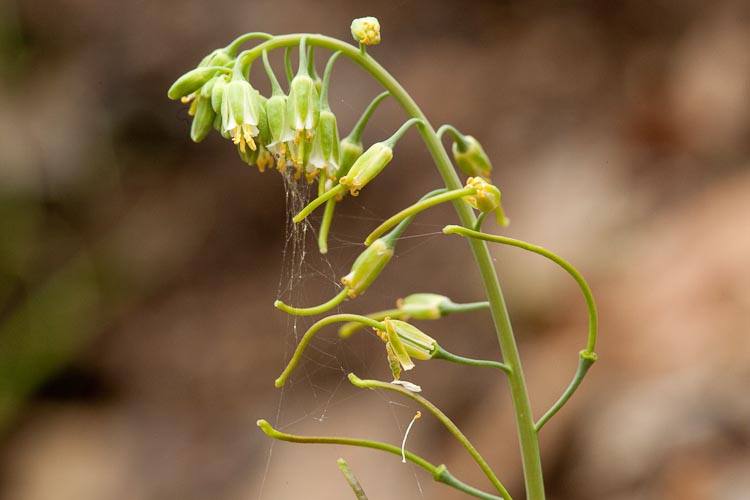 Arabis laevigata raceme