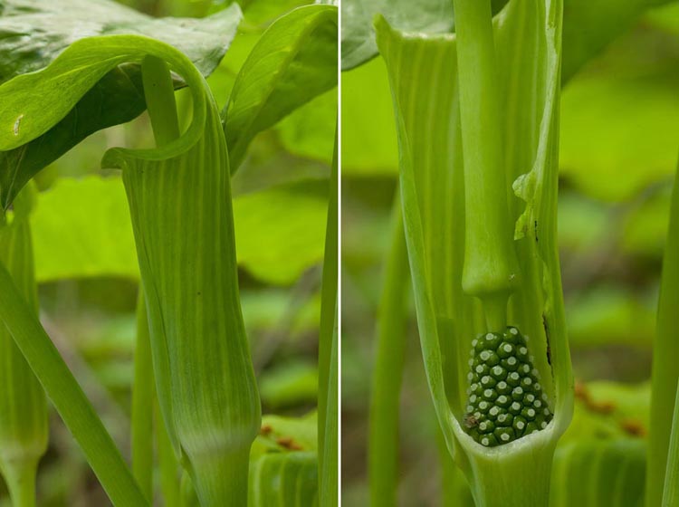 Arisaema pistillate